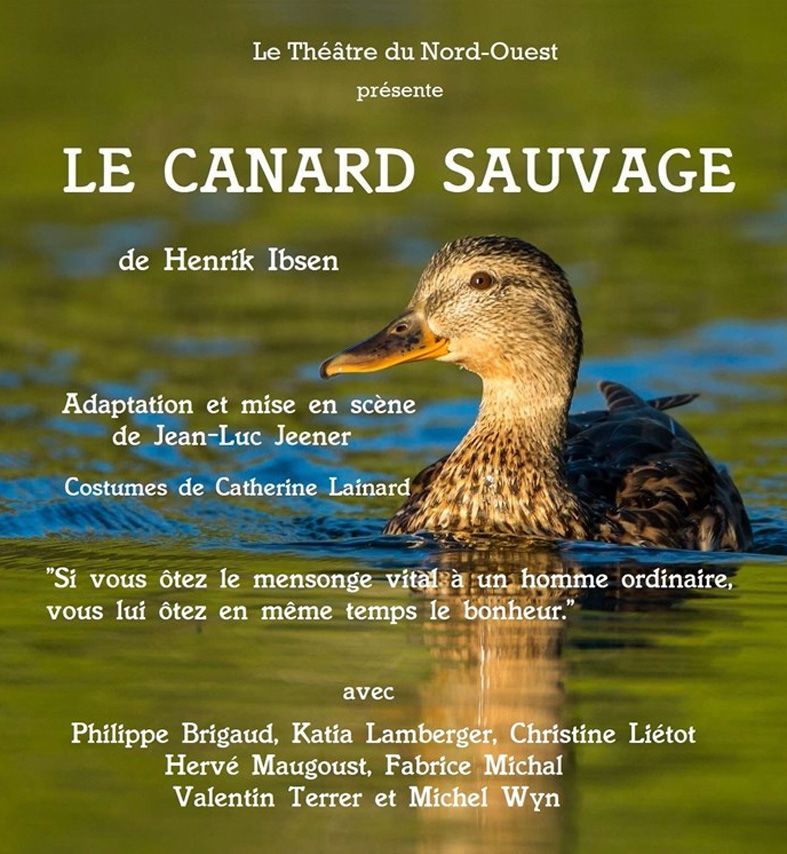 canard sauvage